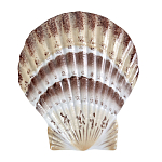 Фигурка из фарфора в виде ракушки морского гребешка Marine Tridacna варинант исполнения - 1 | Loft Concept в Костроме