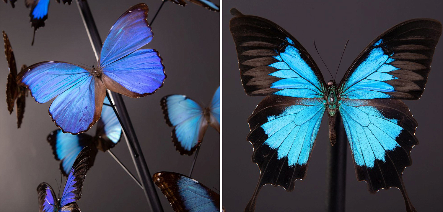 Статуэтка 14 Blue Butterflies Morphos Glass Box Статуэтка 14 Blue Butterflies Morphos Glass Box - Loft-Concept в Костроме