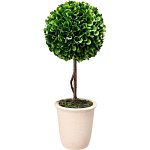 Декоративный искусственное растение Single boxwood варинант исполнения - 1 | Loft Concept в Костроме