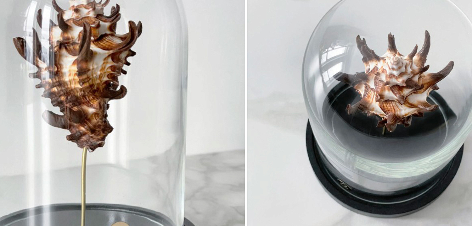 Статуэтка Vasum Tubiferum Glass Cloche Статуэтка Vasum Tubiferum Glass Cloche - Loft-Concept в Костроме