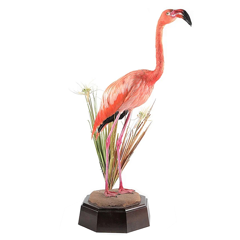 Настоящее чучело фламинго Pink Flamingo Розовый Коричневый Настоящее чучело фламинго Pink Flamingo Розовый Коричневый в Костроме | Loft Concept