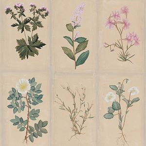 Обои ручная роспись Botanical Studies Cutter colourway