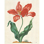 Книга цветов 22 постера Maria Sibylla Merian: 22 Pull-Out Posters варинант исполнения - 5 | Loft Concept в Костроме