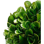 Декоративный искусственное растение Square boxwood варинант исполнения - 2 | Loft Concept в Костроме