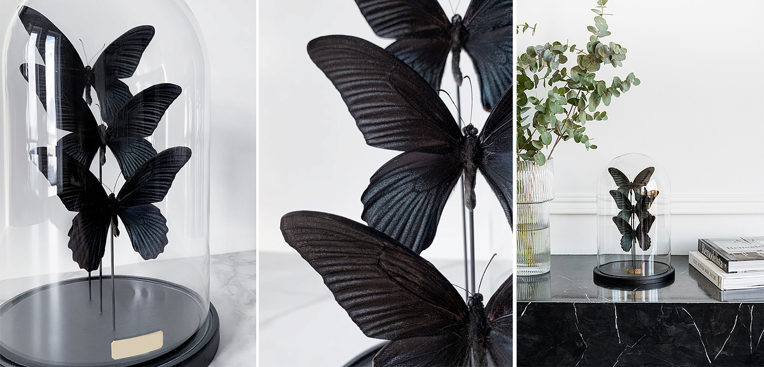 Статуэтка 3 Butterflies Papilio Memnon Glass Cloche Статуэтка 3 Butterflies Papilio Memnon Glass Cloche - Loft-Concept в Костроме