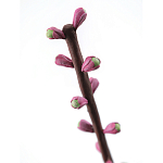 Статуэтка тропический фрукт Pandora Tropical Fruit Tall Pink Green варинант исполнения - 1 | Loft Concept в Костроме