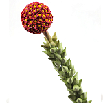 Статуэтка тропический фрукт  Tropical Fruit High Orange варинант исполнения - 2 | Loft Concept в Костроме