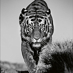 Книга Beusker. Look into my Eyes варинант исполнения - 6 | Loft Concept в Костроме