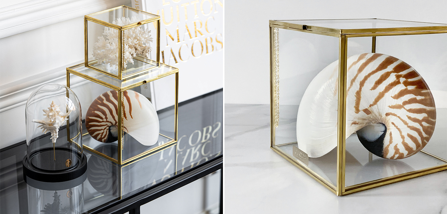 Статуэтка Nautilus Pompilius Glass Box M Статуэтка Nautilus Pompilius Glass Box M - Loft-Concept в Костроме