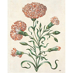 Книга цветов 22 постера Maria Sibylla Merian: 22 Pull-Out Posters варинант исполнения - 4 | Loft Concept в Костроме