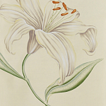 Обои ручная роспись Lilium Special Colourway on Ivory dyed silk варинант исполнения - 2 | Loft Concept в Костроме