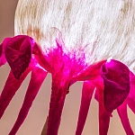 Торшер фуксия «Цветы из снов»  варинант исполнения - 4 | Loft Concept в Костроме