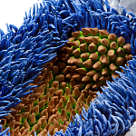 Дизайнерская статуэтка для интерьера Tropical Fruit Pandora 12 варинант исполнения - 3 | Loft Concept в Костроме