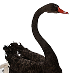 Настоящее чучело черного лебедя Black Swan варинант исполнения - 3 | Loft Concept в Костроме