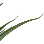 Декоративный искусственное растение Medium Aloe варинант исполнения - 2 | Loft Concept в Костроме