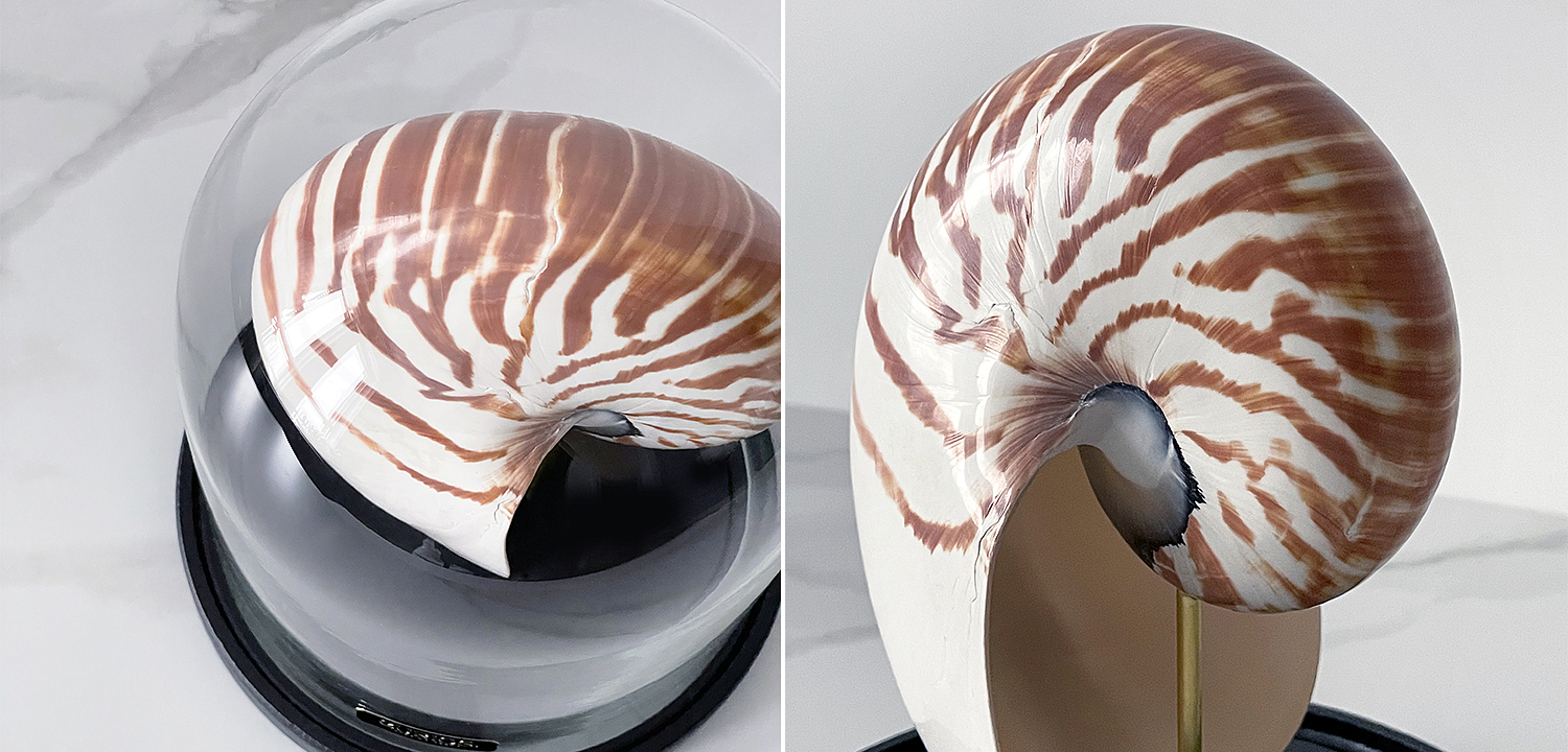 Статуэтка Nautilus Pompilius Glass Cloche Статуэтка Nautilus Pompilius Glass Cloche - Loft-Concept в Костроме