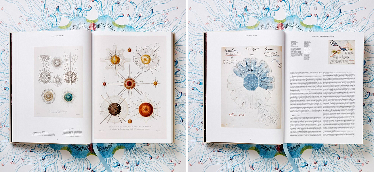The Art and Science of Ernst Haeckel XXL The Art and Science of Ernst Haeckel XXL - Loft-Concept в Костроме