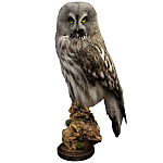 Чучело Совы таксидермия варинант исполнения - 1 | Loft Concept в Костроме
