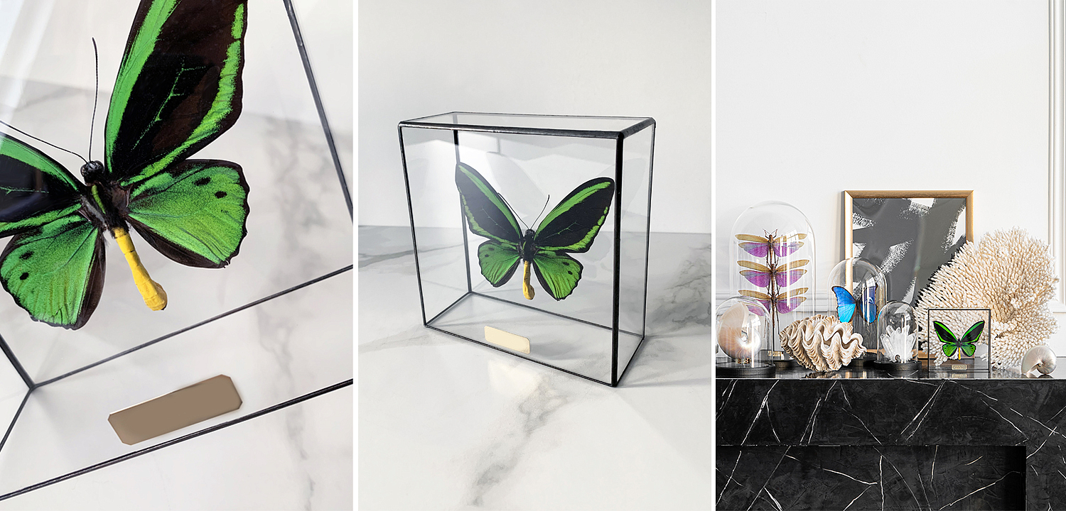 Статуэтка Butterfly Priamus Poseidon Glass Box Статуэтка Butterfly Priamus Poseidon Glass Box - Loft-Concept в Костроме