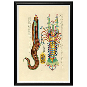 Постер в черной раме Fish Guide 28