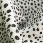 Мебельная ткань Искусственный мех  белый леопард 90 см T5-3 варинант исполнения - 1 | Loft Concept в Костроме