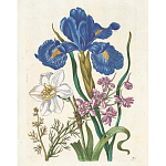 Книга цветов 22 постера Maria Sibylla Merian: 22 Pull-Out Posters варинант исполнения - 6 | Loft Concept в Костроме