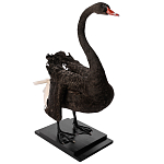 Настоящее чучело черного лебедя Black Swan варинант исполнения - 5 | Loft Concept в Костроме