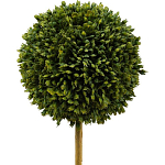 Декоративный искусственное растение Boxwood One варинант исполнения - 2 | Loft Concept в Костроме