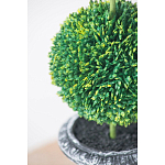 Декоративный искусственное растение Double boxwood варинант исполнения - 6 | Loft Concept в Костроме