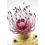 Статуэтка тропический фрукт Pandora Tropical Fruit Light Yellow Pink Flower варинант исполнения - 1 | Loft Concept в Костроме