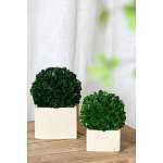 Декоративный искусственное растение Square boxwood варинант исполнения - 4 | Loft Concept в Костроме