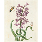 Книга цветов 22 постера Maria Sibylla Merian: 22 Pull-Out Posters варинант исполнения - 2 | Loft Concept в Костроме