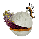 Статуэтка фантастический фрукт Exotic Tropical Fruit orange and white 67 варинант исполнения - 4 | Loft Concept в Костроме