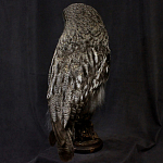 Чучело Совы таксидермия варинант исполнения - 4 | Loft Concept в Костроме