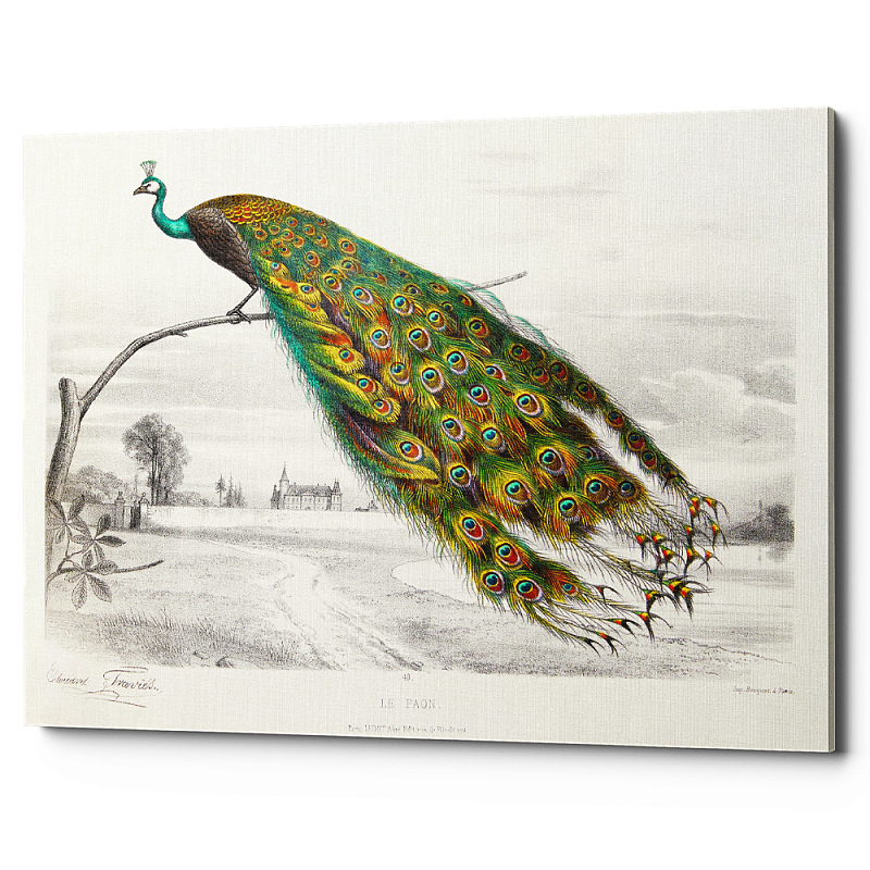 Постер на холсте с изображением павлина на ветке Majestic Peacock on a Tree Poster Белый Мульти Постер на холсте с изображением павлина на ветке Majestic Peacock on a Tree Poster Белый Мульти в Костроме | Loft Concept