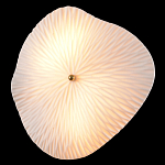 Бра в форме лепестка с рельефной текстурой FLOW варинант исполнения - 1 | Loft Concept в Костроме