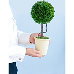 Декоративный искусственное растение Single boxwood варинант исполнения - 8 | Loft Concept в Костроме