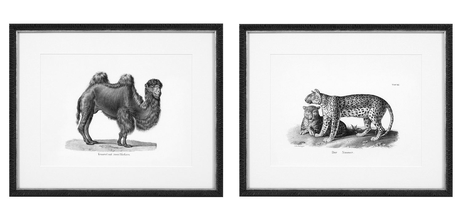 Комплект постеров Eichholtz Prints Historical Animals set of 6 Комплект постеров Eichholtz Prints Historical Animals set of 6 - Loft-Concept в Костроме