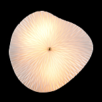 Бра в форме лепестка с рельефной текстурой FLOW варинант исполнения - 3 | Loft Concept в Костроме