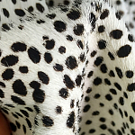 Мебельная ткань Искусственный мех  белый леопард 90 см T5-3 варинант исполнения - 3 | Loft Concept в Костроме