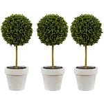 Декоративный искусственное растение Boxwood One варинант исполнения - 1 | Loft Concept в Костроме