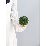 Декоративный искусственное растение Small boxwood варинант исполнения - 3 | Loft Concept в Костроме