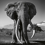 Книга Beusker. Look into my Eyes варинант исполнения - 5 | Loft Concept в Костроме