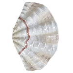 Фигурка из фарфора в виде одной створки ракушки Marine Tridacna варинант исполнения - 1 | Loft Concept в Костроме