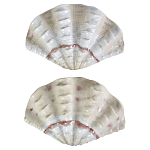 Фигурка из фарфора в виде одной створки ракушки Marine Tridacna варинант исполнения - 2 | Loft Concept в Костроме